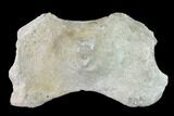 Fossil Whale Cervical Vertebra - Yorktown Formation #137603-3